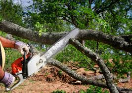 Reliable Bethel Manor, VA Tree Removal and Landscaping Services Solutions